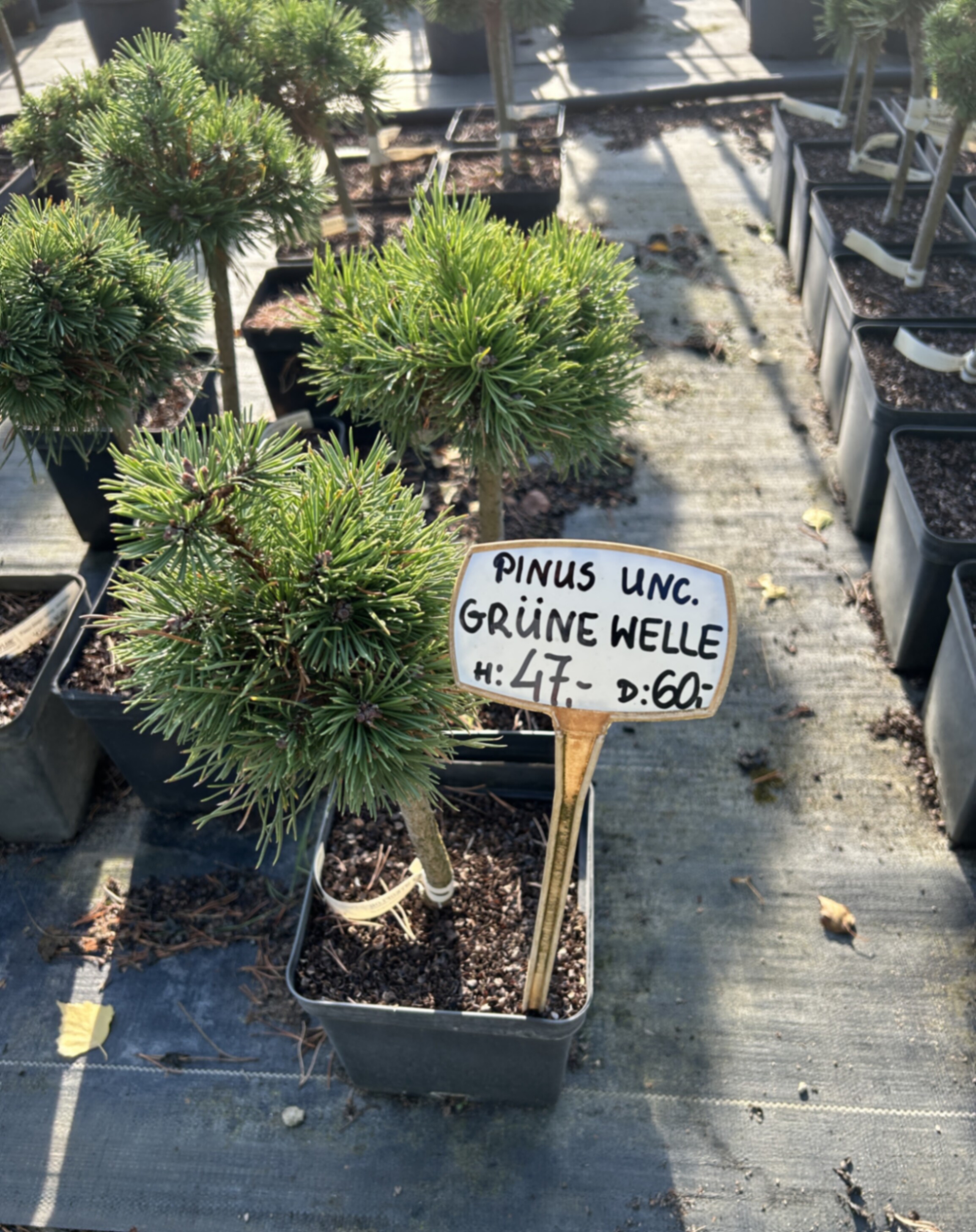 Сосна крючковатая Грюн Увелле штамб